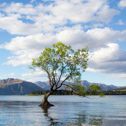 capoeira aotearoa wanaka
